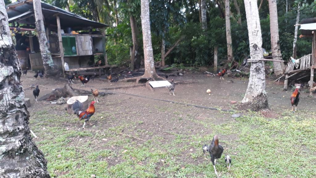 James Homestay Siquijor Εξωτερικό φωτογραφία