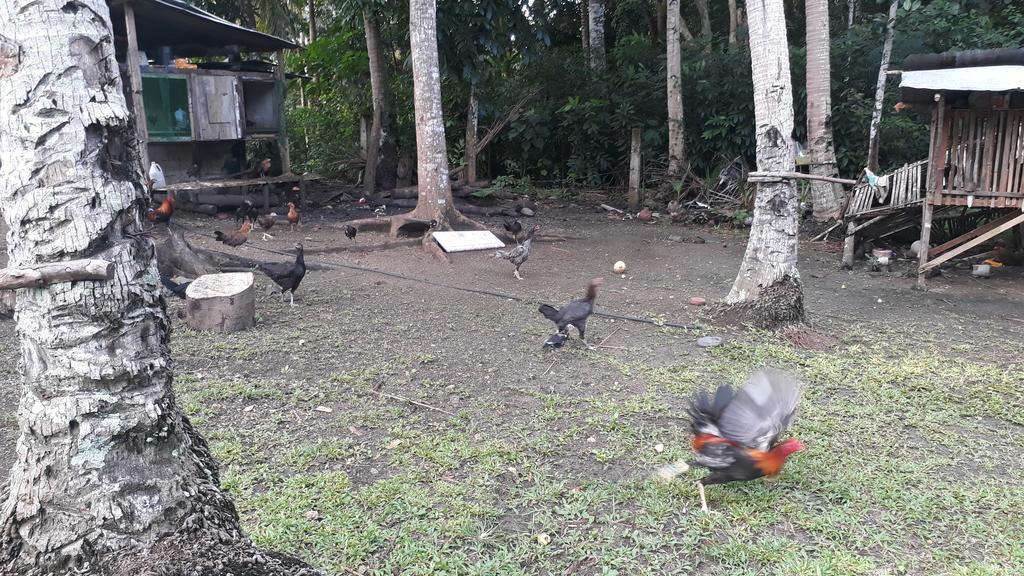 James Homestay Siquijor Εξωτερικό φωτογραφία